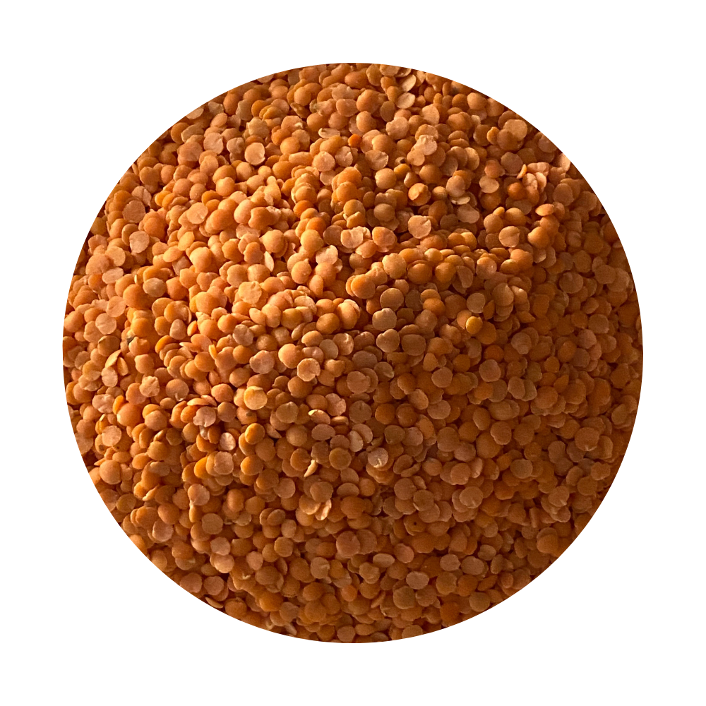 Red Split Lentils framed